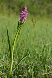 Marsh Orchid