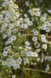 Frost Aster