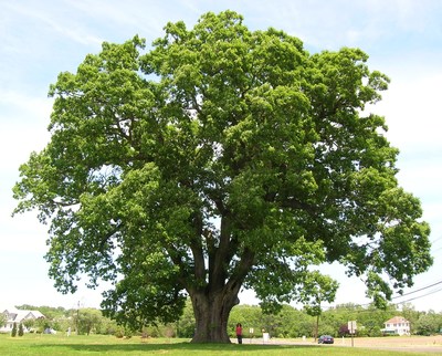 Quercus alba