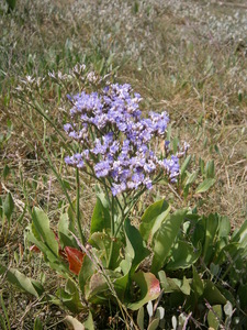 Sea Lavender