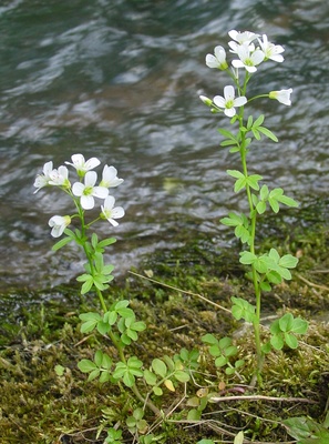 Cardamine amara