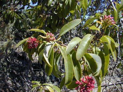 Santalum freycinetianum