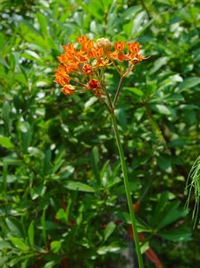 Few flower milkweed