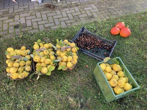 Harvest time! A lot of quince, three nice hubbard squashes and the first walnuts.