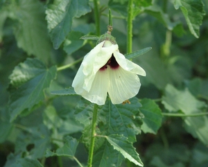 Swamp Hibiscus