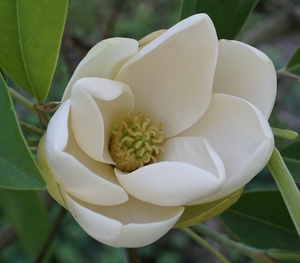 Laurel Magnolia