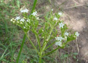 western valerian