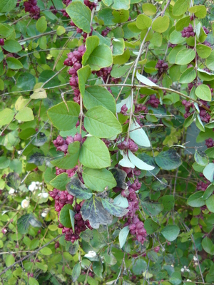 Symphoricarpos orbiculatus