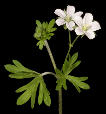 Geranium solanderi