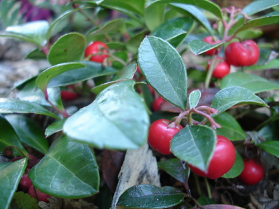 Gaultheria procumbens