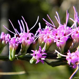 Chapman's Blazing Star