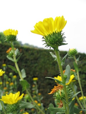 Grindelia camporum