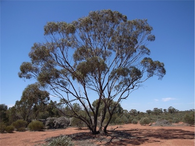 Eucalyptus polybractea