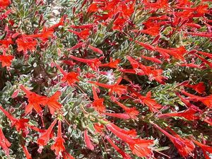 California Fuchsia