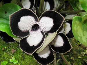 Asarum maximum