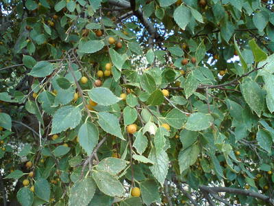 Celtis tournefortii