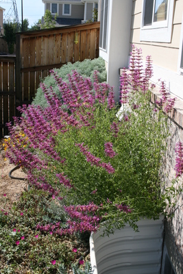 Agastache cana