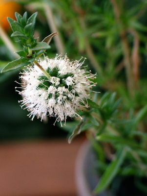 Mentha cervina