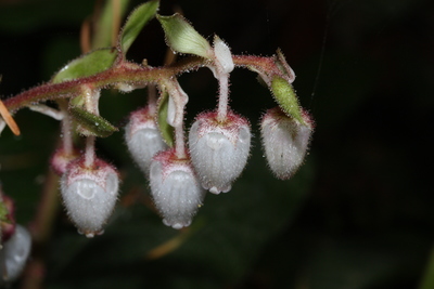 Gaultheria shallon