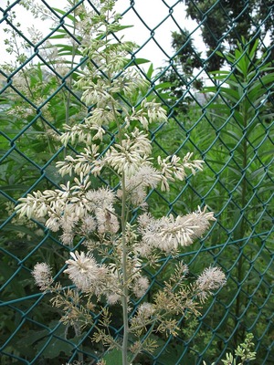 Macleaya cordata