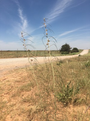 Engelmann's milkweed in Oklahoma