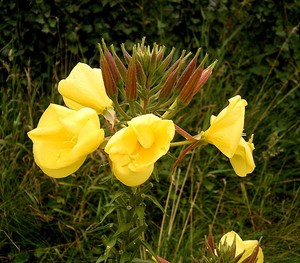 Large-Flower Evening Primrose