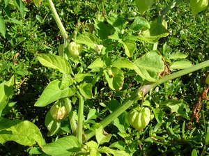 Cutleaf Ground Cherry