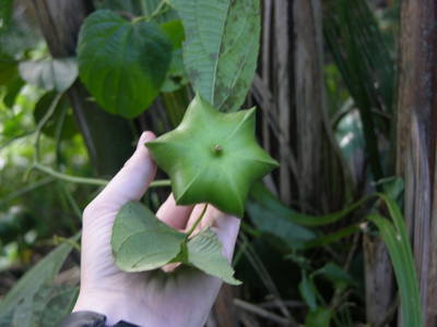 Plukenetia volubilis