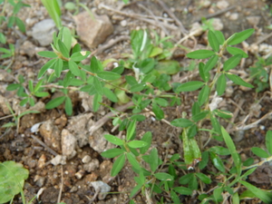 Common Lespedeza