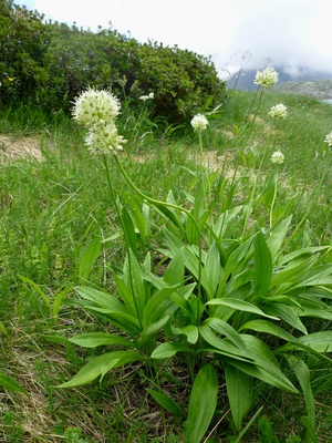 Allium victorialis