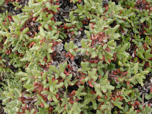 California Scrub Oak