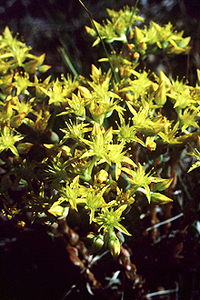 Wormleaf Stonecrop