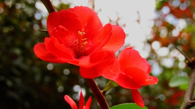 Chaenomeles japonica