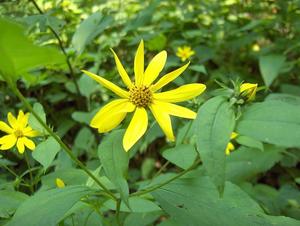 Paleleaf Woodland Sunflower