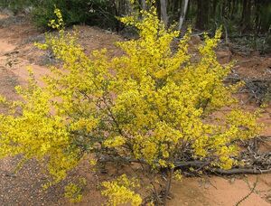 Box-leafed wattlle
