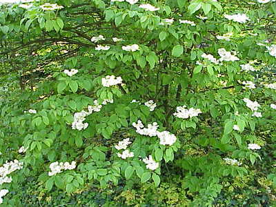 Viburnum plicatum