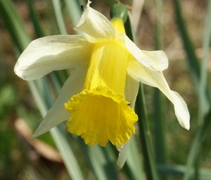 Wild Daffodil