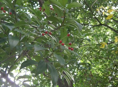 Photinia glabra