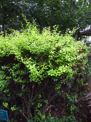 Berberis koreana