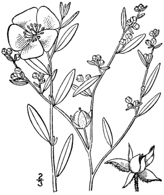 Helianthemum canadense