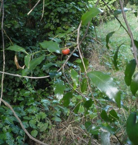 Passiflora tetrandra