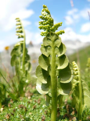 Botrychium lunaria