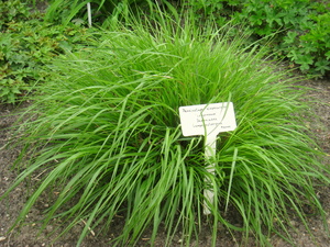 Chinese Fountain Grass