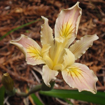 Iris purdyi