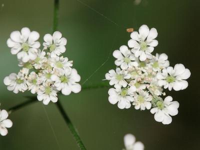 Torilis japonica