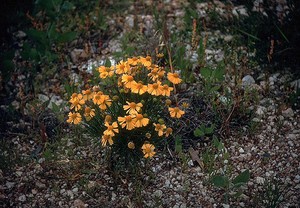 Bitter Sneezeweed