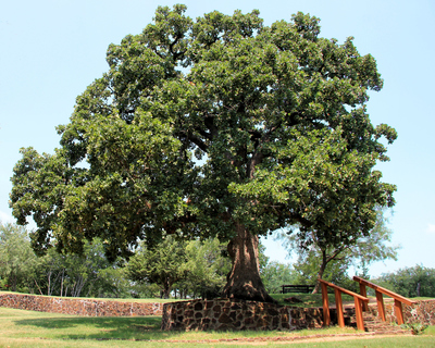 Quercus stellata