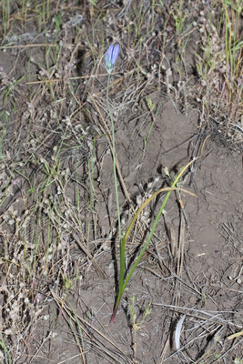 Triteleia grandiflora