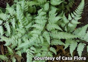 Pearly White Painted Fern