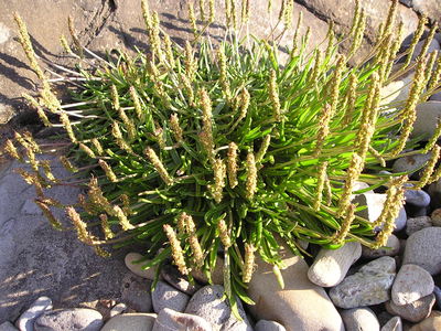 Plantago maritima